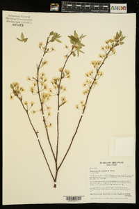 Prunus gracilis image