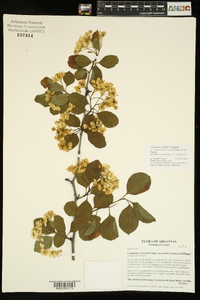 Crataegus palmeri image