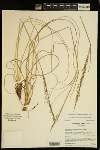 Sporobolus heterolepis image