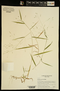 Kellochloa verrucosa image