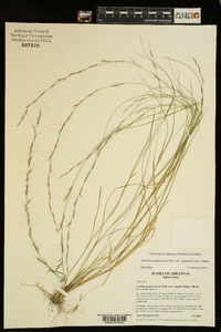 Aristida purpurascens var. virgata image