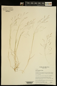 Agrostis elliottiana image