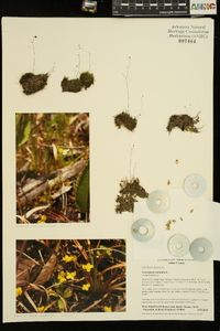 Utricularia subulata image