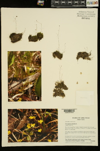 Utricularia subulata image