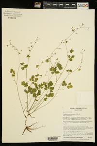 Thalictrum arkansanum image