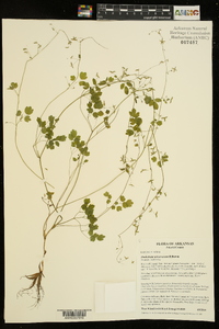 Thalictrum arkansanum image