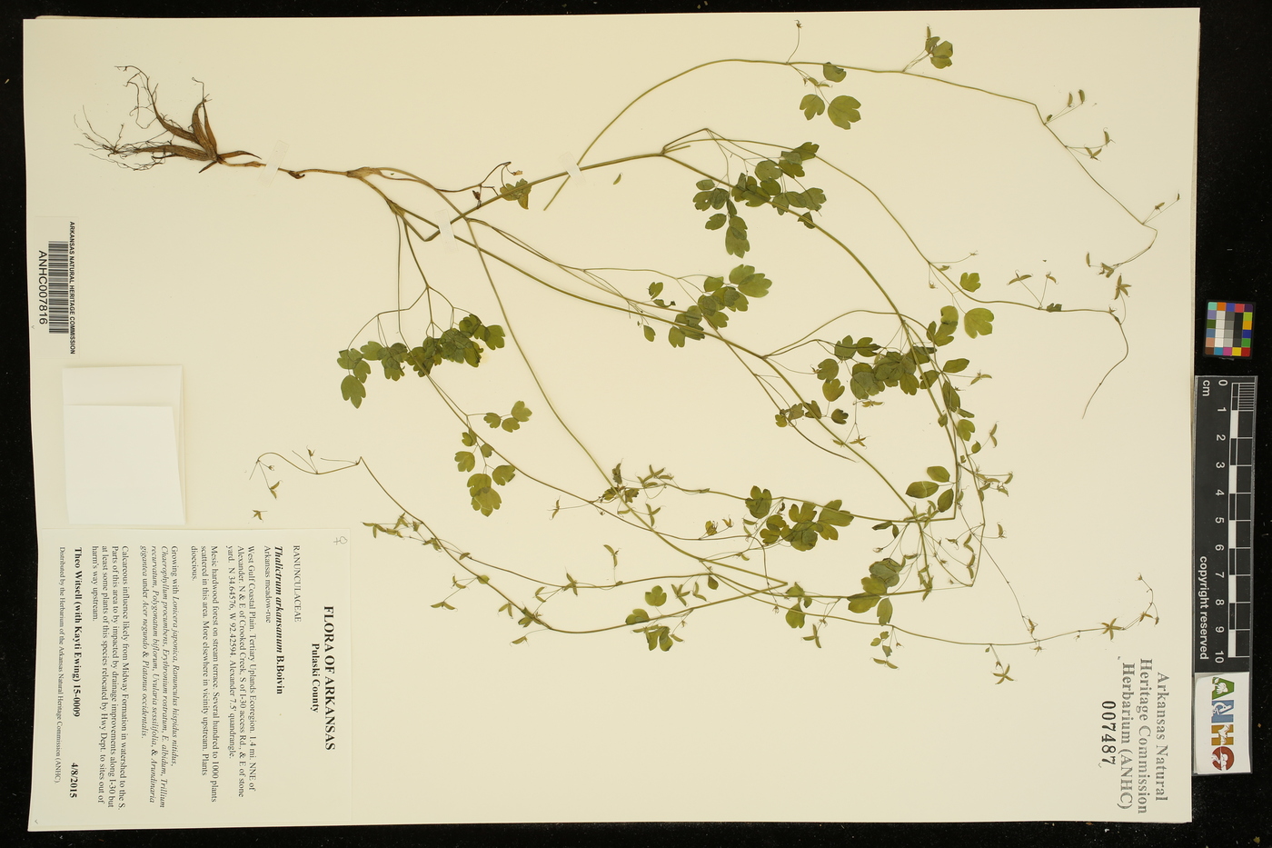 Thalictrum arkansanum image