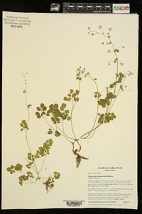 Thalictrum arkansanum image