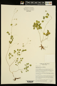 Thalictrum arkansanum image