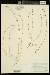 Galium virgatum image