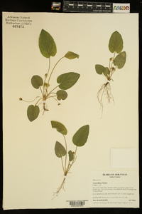 Viola villosa image