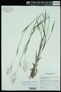 Dichanthelium dichotomum subsp. roanokense image