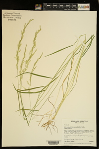 Sphenopholis intermedia image