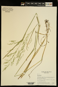 Poa trivialis image