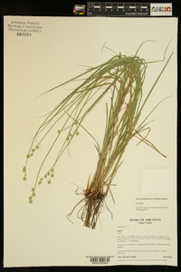 Carex reniformis image