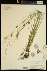 Carex arkansana image