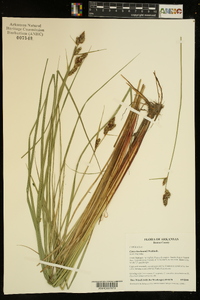 Carex buxbaumii image