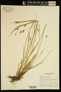 Carex conoidea image