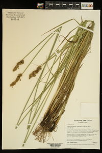 Carex fissa image