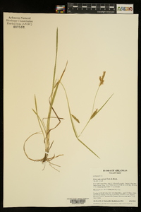 Carex microdonta image