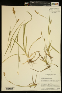 Carex microdonta image