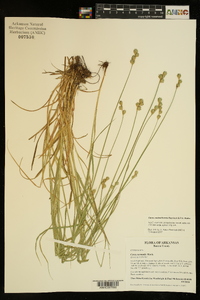 Carex molestiformis image