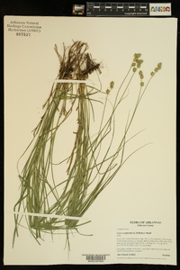 Carex reniformis image