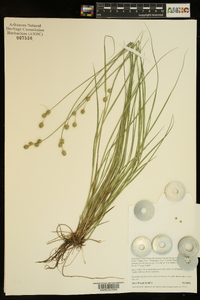 Carex reniformis image