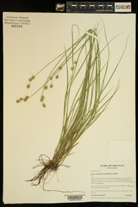 Carex reniformis image