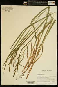 Carex shortiana image