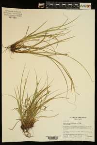 Carex willdenowii image