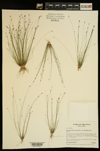 Eleocharis microcarpa image