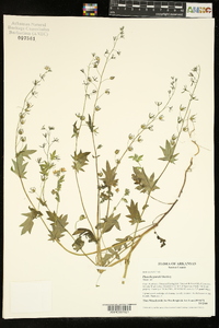 Phacelia purshii image