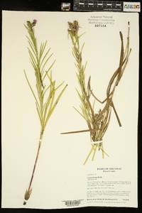 Liatris hirsuta image