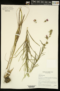 Liatris hirsuta image