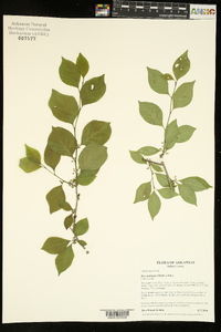 Ilex ambigua image