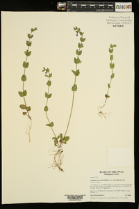 Scutellaria parvula var. australis image