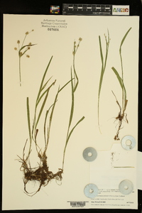 Luzula bulbosa image