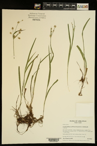 Luzula bulbosa image