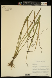 Hypoxis sessilis image