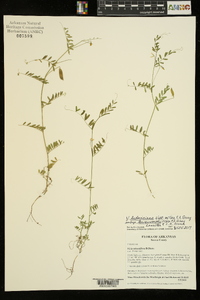 Vicia ludoviciana subsp. leavenworthii image