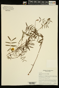 Neptunia lutea image