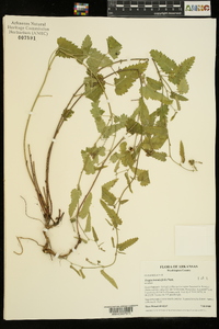 Tragia betonicifolia image