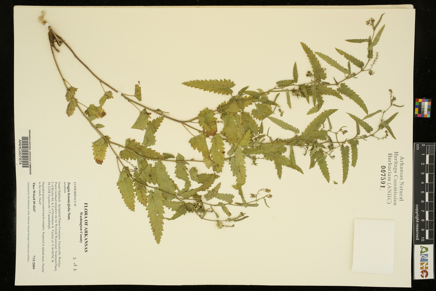 Tragia betonicifolia image