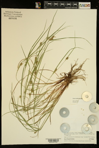 Carex bulbostylis image