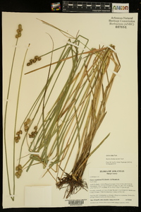 Carex alata image