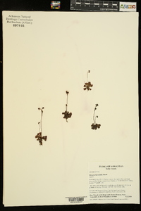Drosera brevifolia image