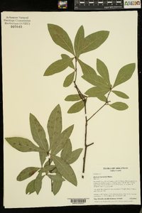 Quercus laurifolia image