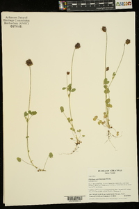 Trifolium carolinianum image