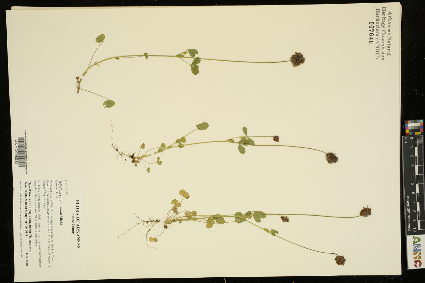 Trifolium carolinianum image